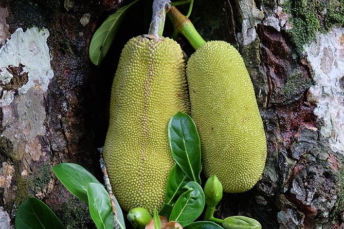Spice Farm Tour -Half Day - Key highlights you should care about