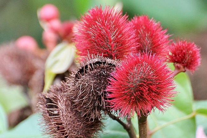 Spice Farm Tour -Half Day - A shamba tour that turns Zanzibar smells into real knowledge