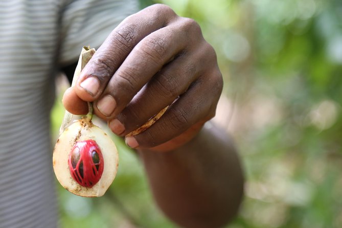 Spice Tour of Zanzibar - Stone Town to the spice farms: what the guide helps you notice