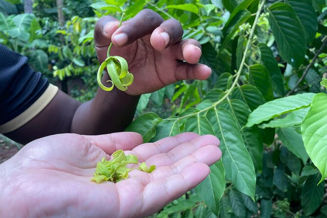 Spice Tour, Stone Town and Prison Island - Who Should Book This Tour (And Who Might Skip It)