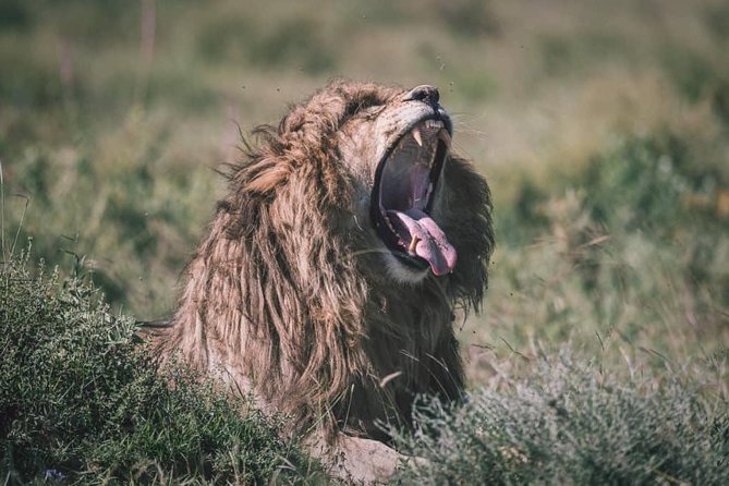 Spotting Africa Big Five (5) animals. - How this private Big Five plan saves you stress
