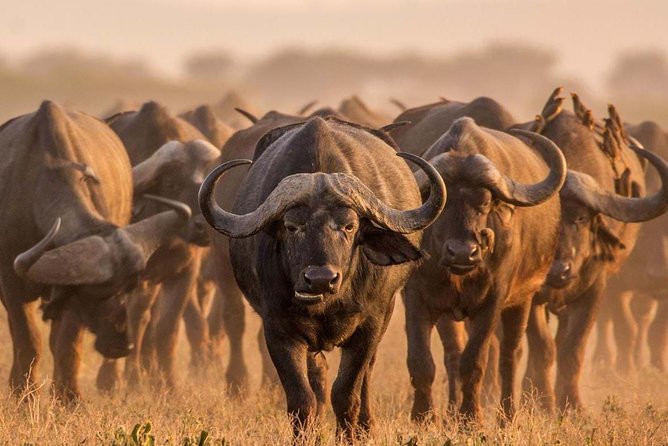 Spotting Africa Big Five (5) animals. - Ngorongoro Crater game drive: your best chance at the Big Five