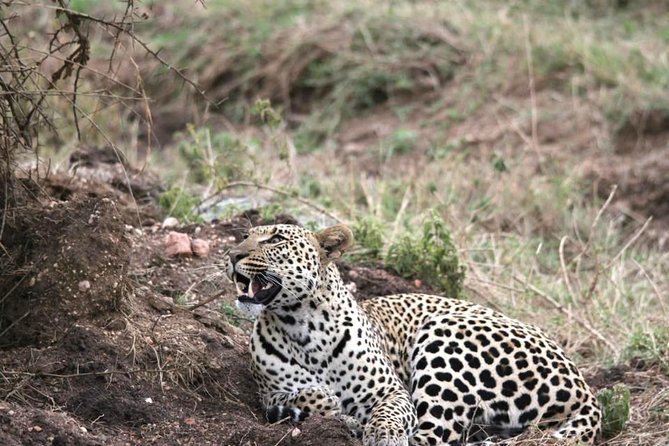 Spotting Africa Big Five (5) animals. - Comfort, camping plus lodge stays, and meals that remove friction