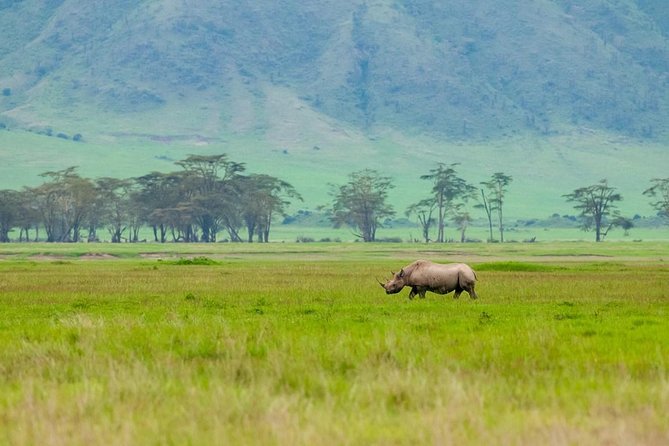Spotting Africa Big Five (5) animals. - Tarangire National Park: elephants, baobabs, and lion country