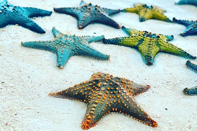 Starfish Adventure; The Rock Restaurant; Kuza Cave, Salaam Cave - Salaam Cave aquarium for swimming with sea turtles