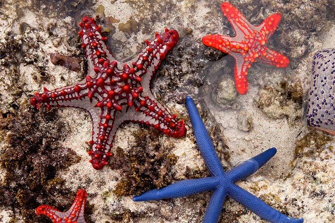 Starfish Beach; The Rock; Kuza Cave; Paje Beach; Salaam Cave Tour - Key highlights you should know before you go