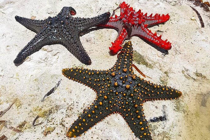 Starfish Beach; The Rock; Kuza Cave; Paje Beach; Salaam Cave Tour - The overall flow: six stops, one long but fun Zanzibar day