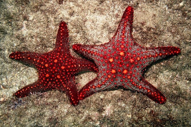 Starfish Beach; The Rock; Kuza Cave; Paje Beach; Salaam Cave Tour - The Rock Restaurant seafood lunch in Michamvi Pingwe: views first, plan for extra cost