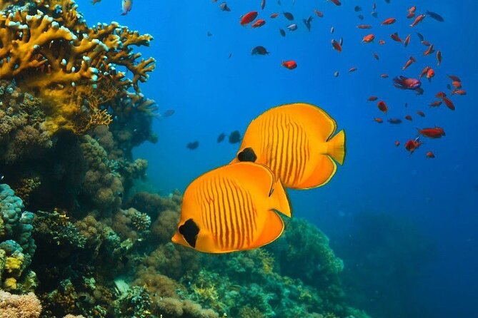 Starfish Beach; The Rock; Kuza Cave; Paje Beach; Salaam Cave Tour - Kuza Cave culture centre and cave swim: more than a photo stop