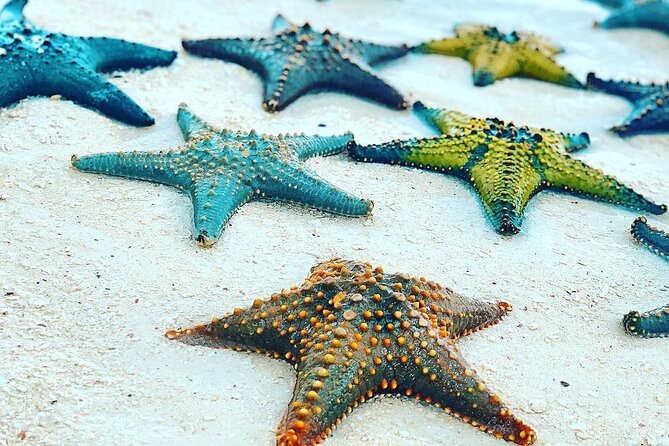 Starfish Beach; The Rock; Kuza Cave; Paje Beach; Salaam Cave Tour - Starfish Beach from Pingwe: snorkeling where they naturally hang around