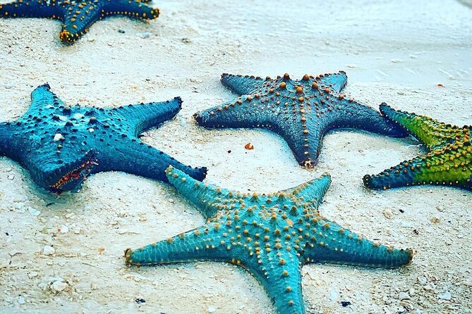 Starfish Beach; The Rock; Paje Beach; Jozani Forest; Salaam Cave - How This Zanzibar Day Tour Pulls Off Big Variety in 9 Hours