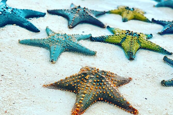 Starfish Beach; The Rock; Paje Beach; Jozani Forest; Salaam Cave - Michamvi Blue Lagoon and Coral Garden: Where Starfish Snorkeling Becomes the Main Event