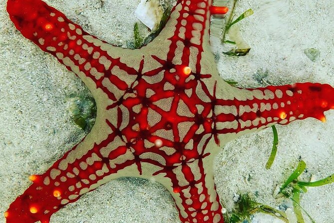 Starfish Beach; The Rock; Paje Beach; Jozani Forest; Salaam Cave - Pickup, Timing, and What to Bring for a Full Day