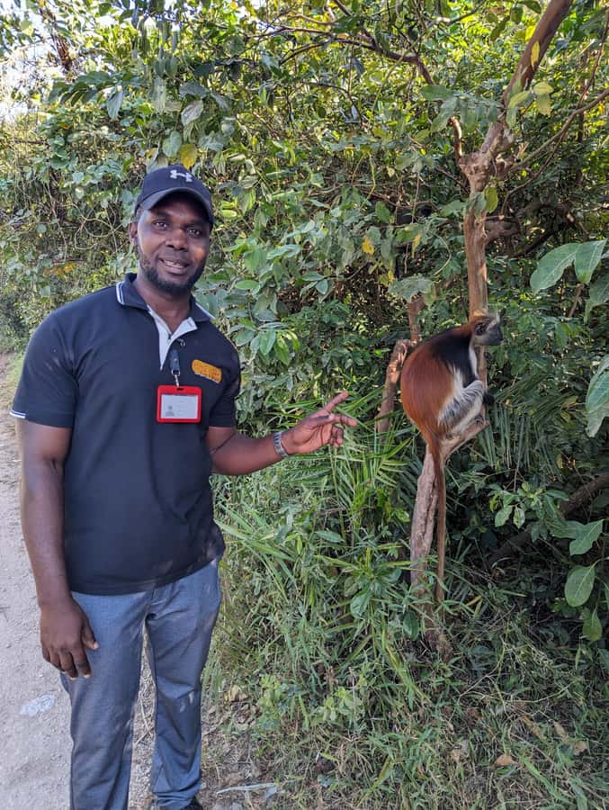 Stone Town: Jozani Chwaka Bay National Park Half-Day Tour - Jozani Chwaka Bay in 4 hours: why it works