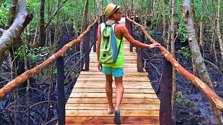 Stone Town: Jozani Chwaka Bay National Park Half-Day Tour - From Stone Town pickup to park gates: the easy part