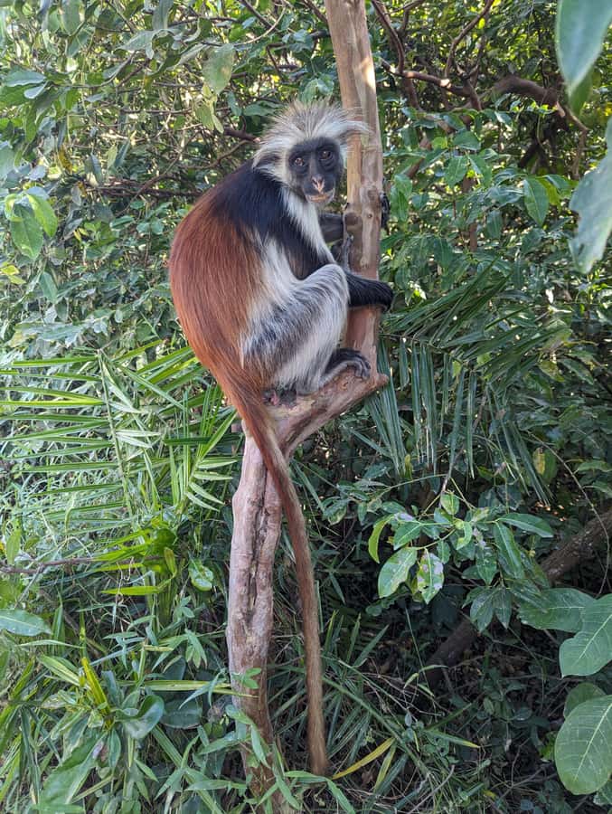 Stone Town: Jozani Chwaka Bay National Park Half-Day Tour - What to bring and how to walk smart
