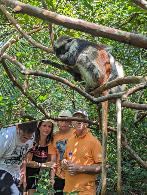 Stone Town: Jozani Chwaka Bay National Park Half-Day Tour - Price and value: is $110 for four hours fair?