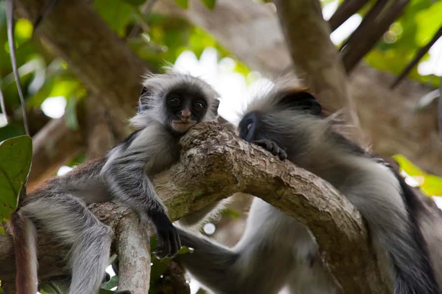 Stone Town: Jozani Chwaka Bay National Park Half-Day Tour - The forest walk: where red colobus sightings become a real mission
