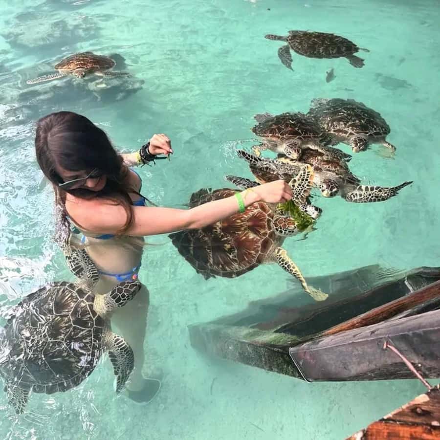Stone Town, Jozani Forest, Sea Turtles & The Rock Restaurant - Key points worth your attention