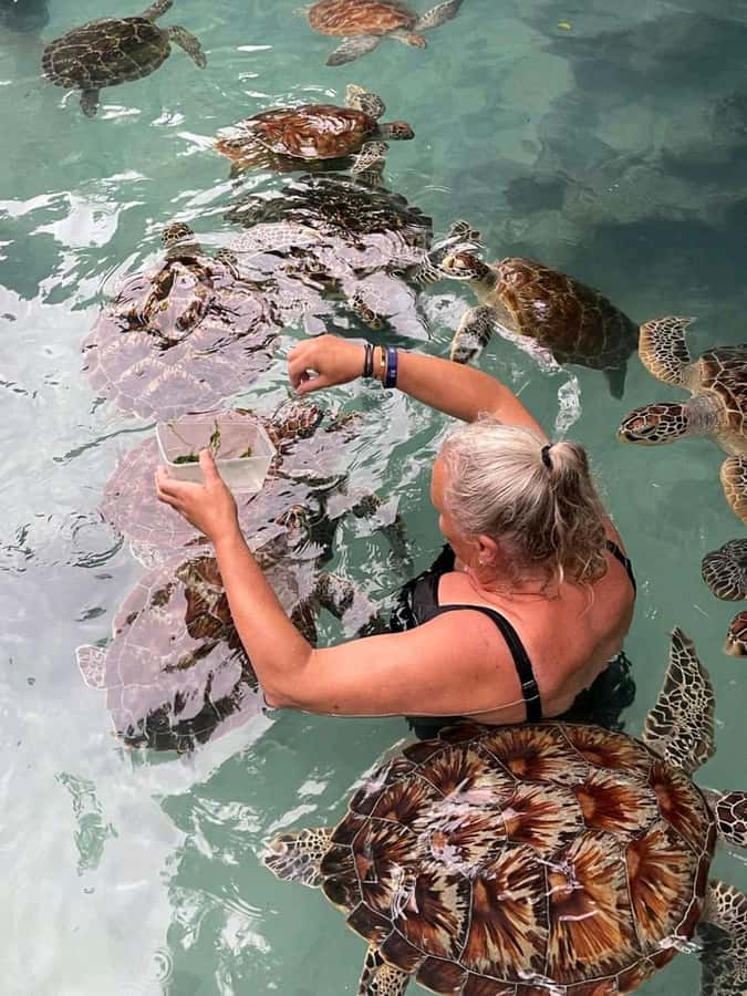 Stone Town, Jozani Forest, Sea Turtles & The Rock Restaurant - Stone Town on Foot: Sultan Streets, Markets, and Freddie Mercury Stops