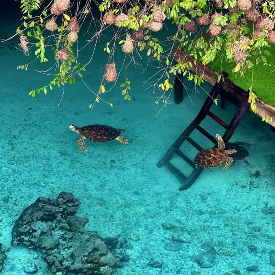 Stone Town, Jozani Forest, Sea Turtles & The Rock Restaurant - Sea Turtle Sanctuary and Salaam Cave Swim: Cool Water, Gentle Creatures