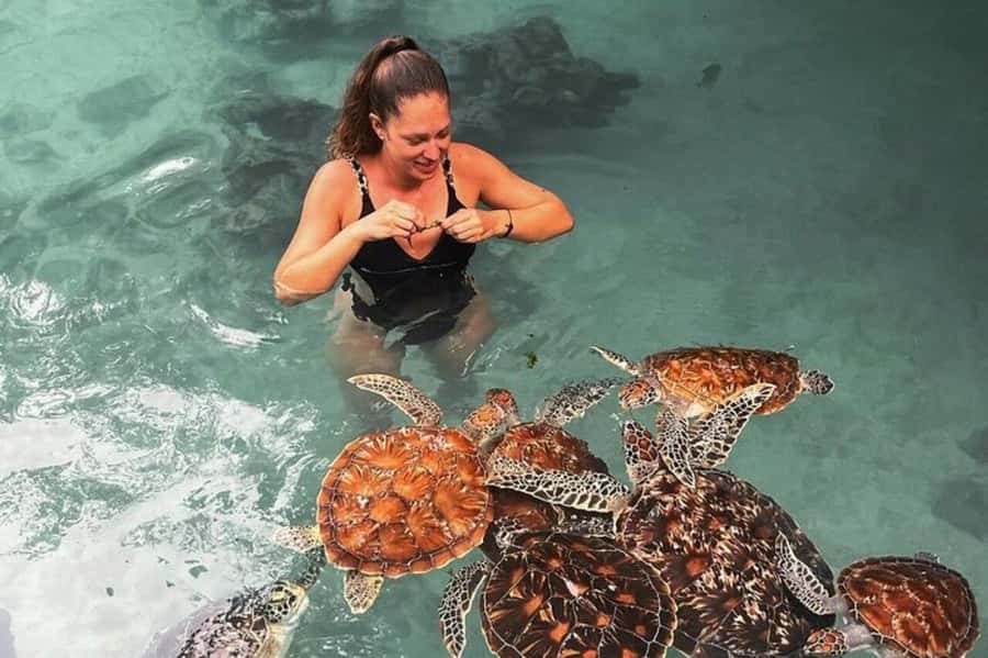 Stone Town, Jozani Forest, Sea Turtles & The Rock Restaurant - Jozani Chwaka Bay National Park: Red Colobus, Mangroves, and Monkey Sightings