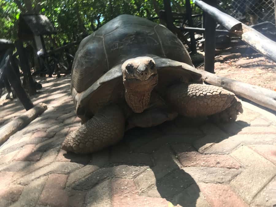 Stone Town: Stone Town and Prison Island Private Day Trip - Prison Island (Changuu Island): swimming and giant tortoises