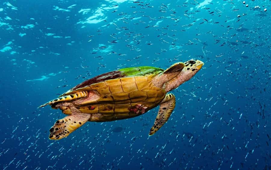 Swim with Sea Turtles, Kuza Cave, Paje Beach, The Rock Lunch - How the 9-hour route works, and why it feels worth it