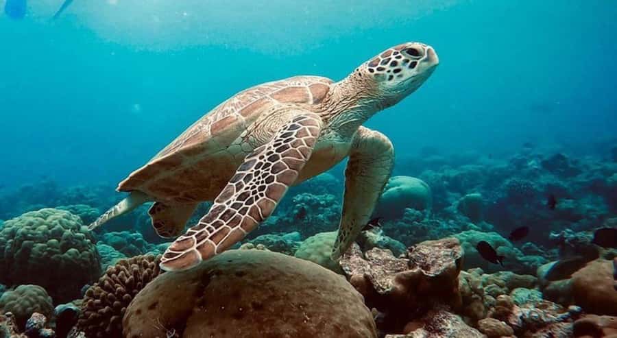 Swim with Sea Turtles, Kuza Cave, Paje Beach, The Rock Lunch - Salaam Cave, Kizimkazi: snorkeling with sea turtles the right way