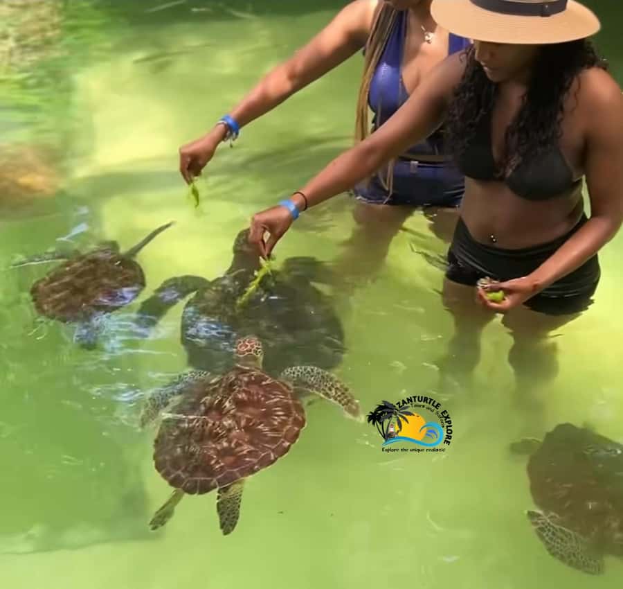 Swim with Turtles at The Lagoons Zanzibar & Stone Town Tour - Freddie Mercury and the practical side of seeing Stone Town