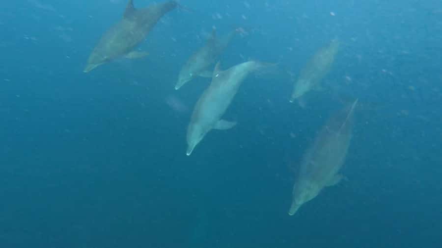 swimming with dolphin in kizimkazi zanzibar - Why Kizimkazi makes dolphin tours feel more natural