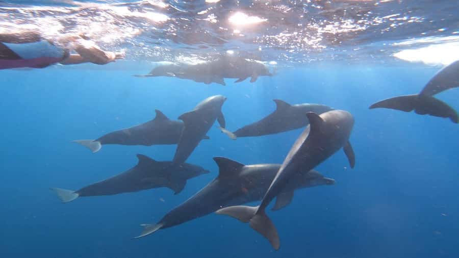 swimming with dolphin in kizimkazi zanzibar - Getting to Kizimkazi Mkunguni: the swim and watch session