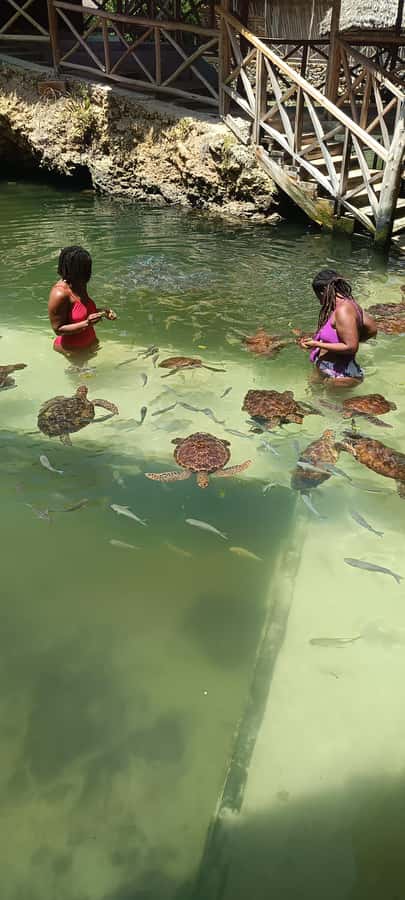 Swimming with tirltes at The Lagoons Zanzibar in Nungwi - Key highlights you’ll care about