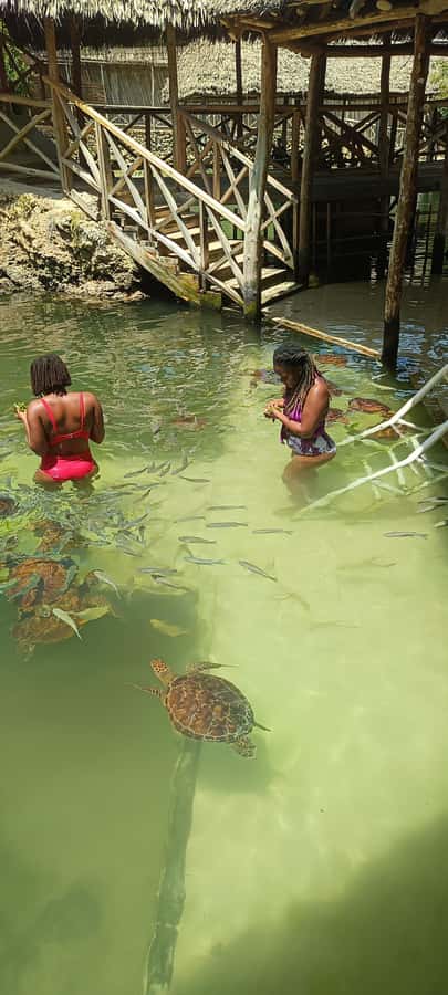 Swimming with tirltes at The Lagoons Zanzibar in Nungwi - Lagoons Zanzibar in Nungwi: Why This Turtle Cave Feels Different