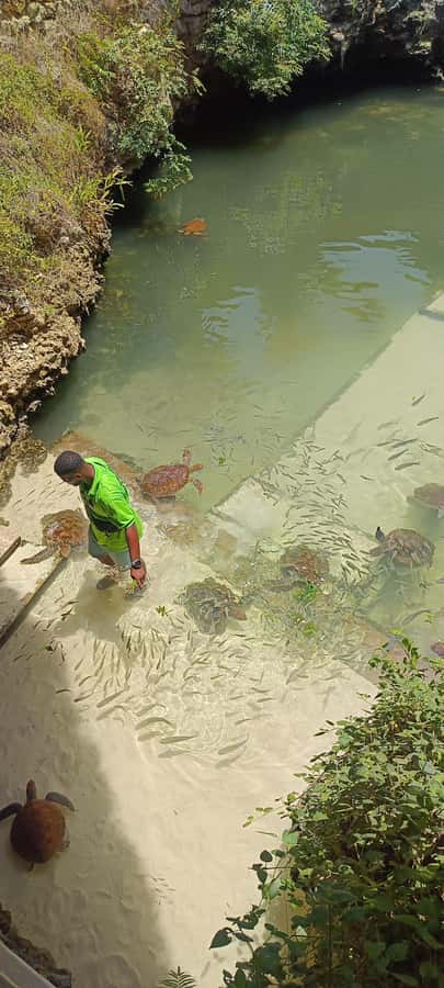 Swimming with tirltes at The Lagoons Zanzibar in Nungwi - What the Turtle Swim Looks Like, From Cave Entry to Turtle Time