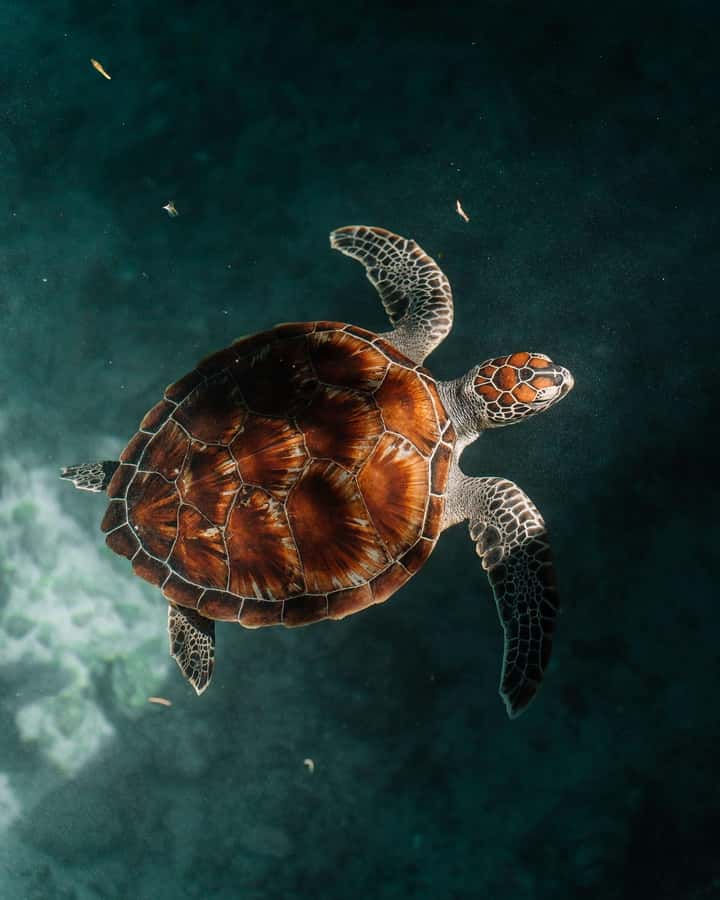 SWIMMING WITH TURTLES AT SALAAM CAVE AT KIZIMKAZI ZANZIBAR - Swimming with turtles in the cave: what to expect when you get in