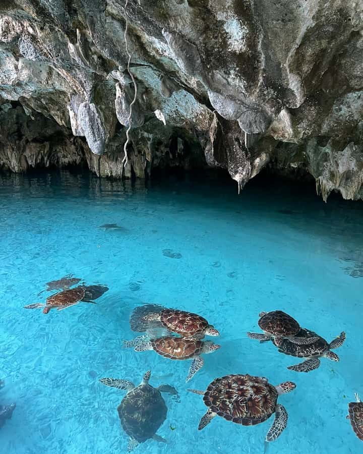 SWIMMING WITH TURTLES AT SALAAM CAVE AT KIZIMKAZI ZANZIBAR - Seaweed feeding and the conservation angle you are supporting