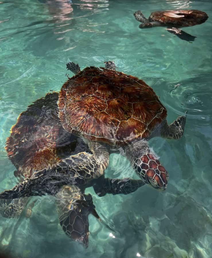 SWIMMING WITH TURTLES AT SALAAM CAVE AT KIZIMKAZI ZANZIBAR - Price and value: is $50 per person worth it?