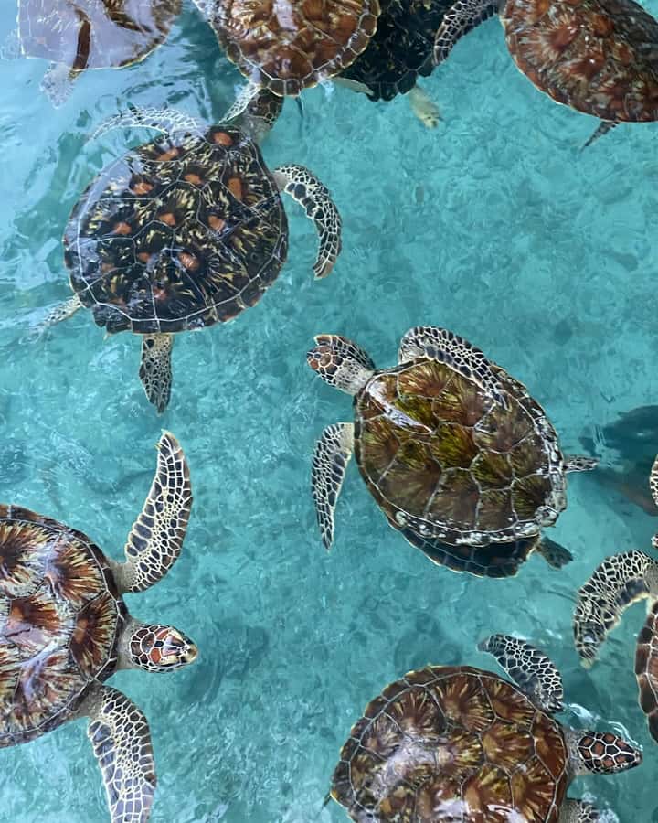 SWIMMING WITH TURTLES AT SALAAM CAVE AT KIZIMKAZI ZANZIBAR - Timing, crowds, and why the 3-hour plan can feel different
