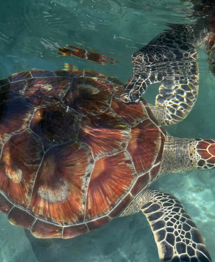 SWIMMING WITH TURTLES AT SALAAM CAVE AT KIZIMKAZI ZANZIBAR - Who this is best for, and who should choose another Zanzibar day