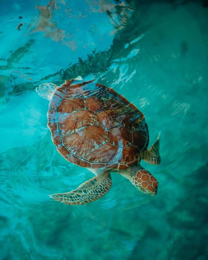 SWIMMING WITH TURTLES AT SALAAM CAVE AT KIZIMKAZI ZANZIBAR - Getting there from your hotel: pickup that actually matters