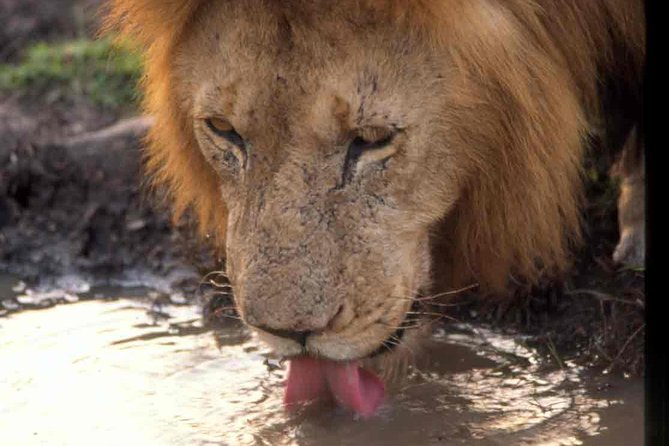 Tanzania 4 Days 3 Nights Budget camping safari to Serengeti and Ngorongoro - Price and Logistics: What 740 USD Actually Covers