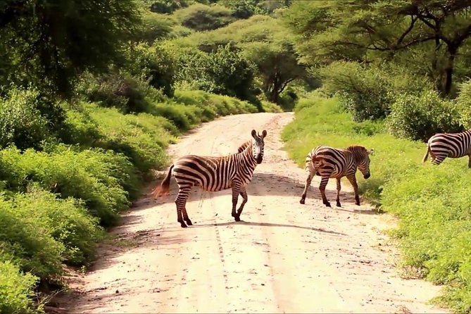 Tanzania 4 Days 3 Nights Budget camping safari to Serengeti and Ngorongoro - Day 2 in Serengeti: How Migration Drives the Route