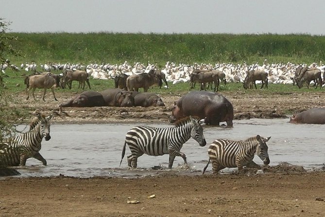 Tanzania 4 Days 3 Nights Budget camping safari to Serengeti and Ngorongoro - Ngorongoro Crater: The Caldera Day That Concentrates Wildlife