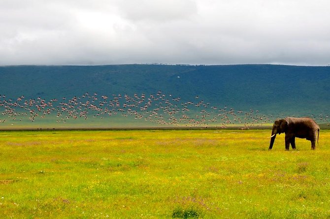 Tanzania 4 Days 3 Nights Budget camping safari to Serengeti and Ngorongoro - Crater Floor Morning, Soda Lake Birds, and Ngoitoktok Spring Lunch