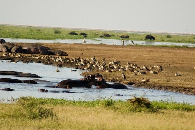 Tanzania 4 Days 3 Nights Budget camping safari to Serengeti and Ngorongoro - Your Guide and Animal Spotting: Why Expertise Matters