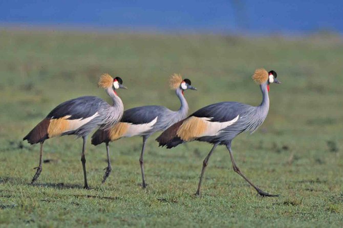 Tanzania 4 Days 3 Nights Budget camping safari to Serengeti and Ngorongoro - Starting in Arusha: 8:00 am Pickup and the First Safari Drive