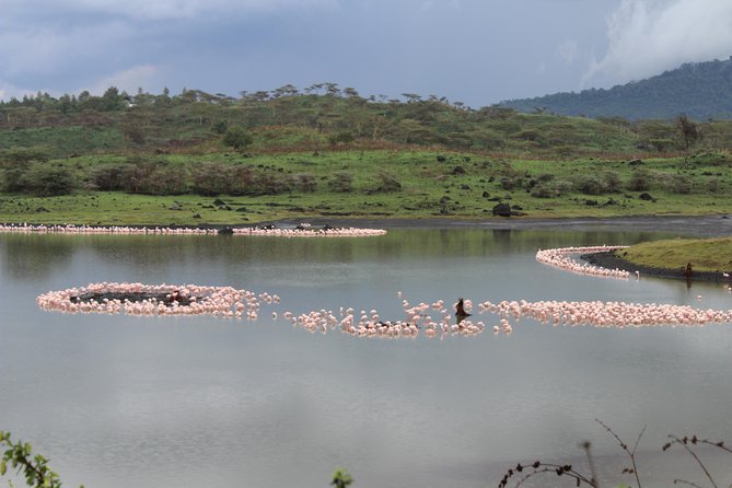 Tanzania - Arusha NP - Private Guided 4x4 Safari - Game Drive & Walking - Key highlights you will feel in this safari day