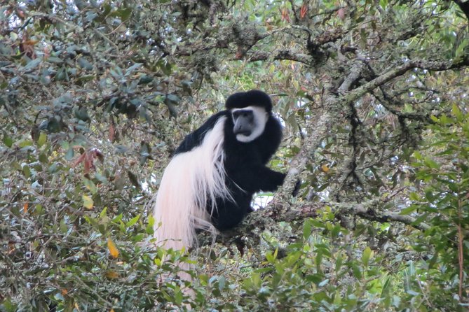 Tanzania - Arusha NP - Private Guided 4x4 Safari - Game Drive & Walking - Rainforest time for black-and-white colobus monkeys