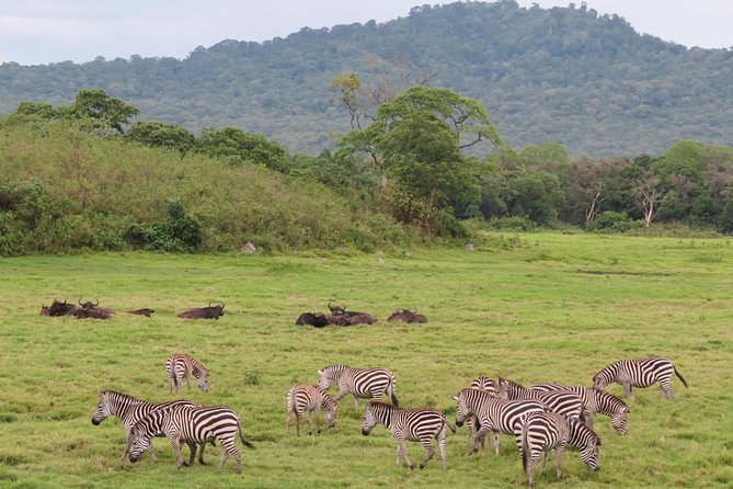 Tanzania - Arusha NP - Private Guided 4x4 Safari - Game Drive & Walking - Momella lakes viewpoints: waterfowl and seasonal flamingos